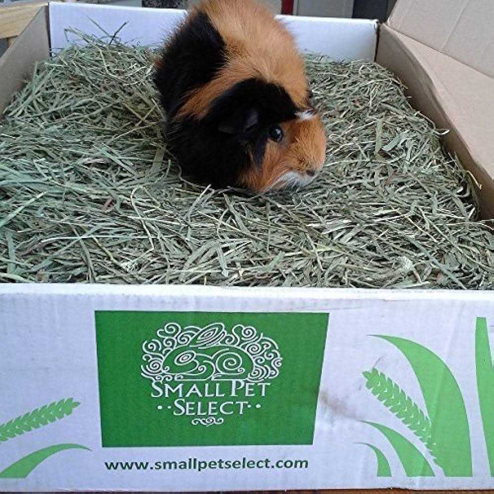 Small Pet Select Cutting Timothy Hay Pet Food - Pet Supplies online store