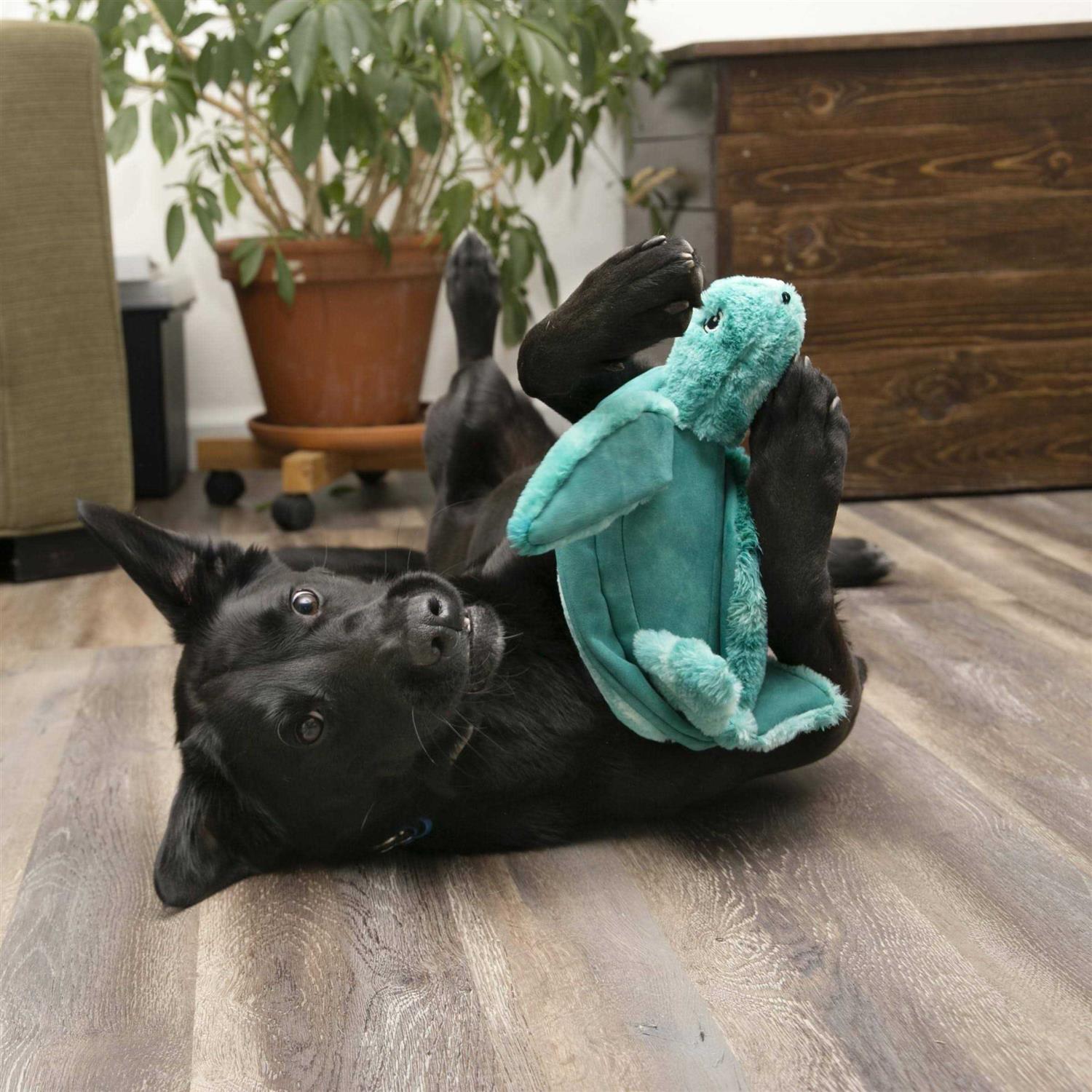 Kong SoftSeas Turtle Dog Toy - Pet Supplies online store