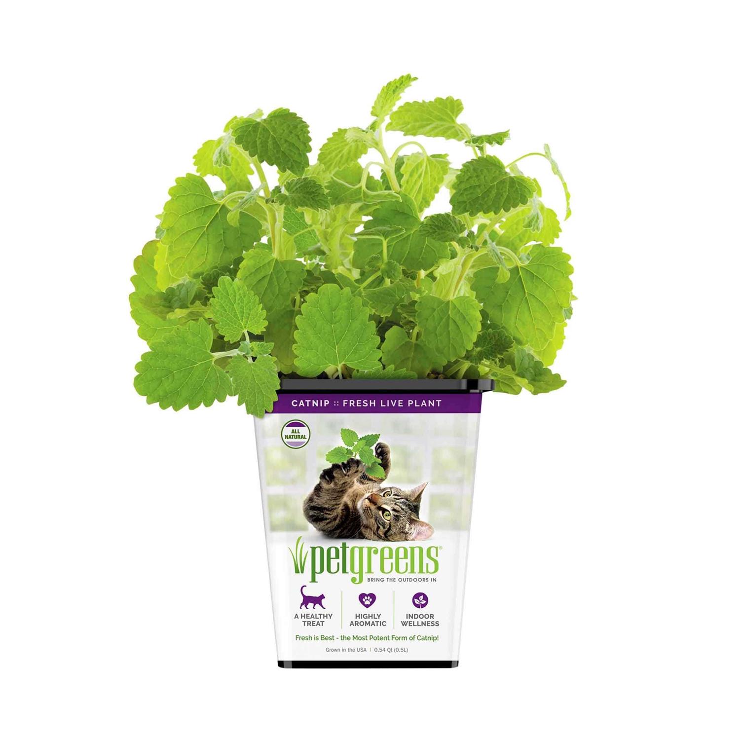Pet Greens Live Catnip - Pet Supplies online store