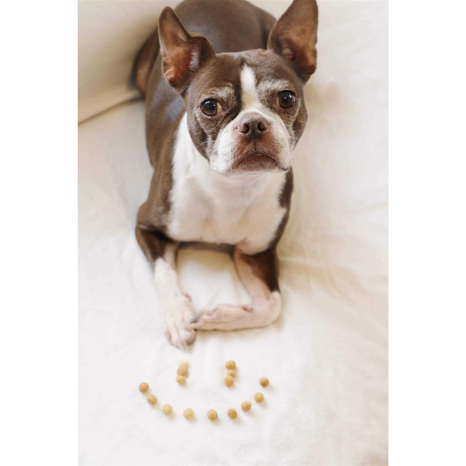 Redbarn Protein Puffs Dog Treats - Pet Supplies online store