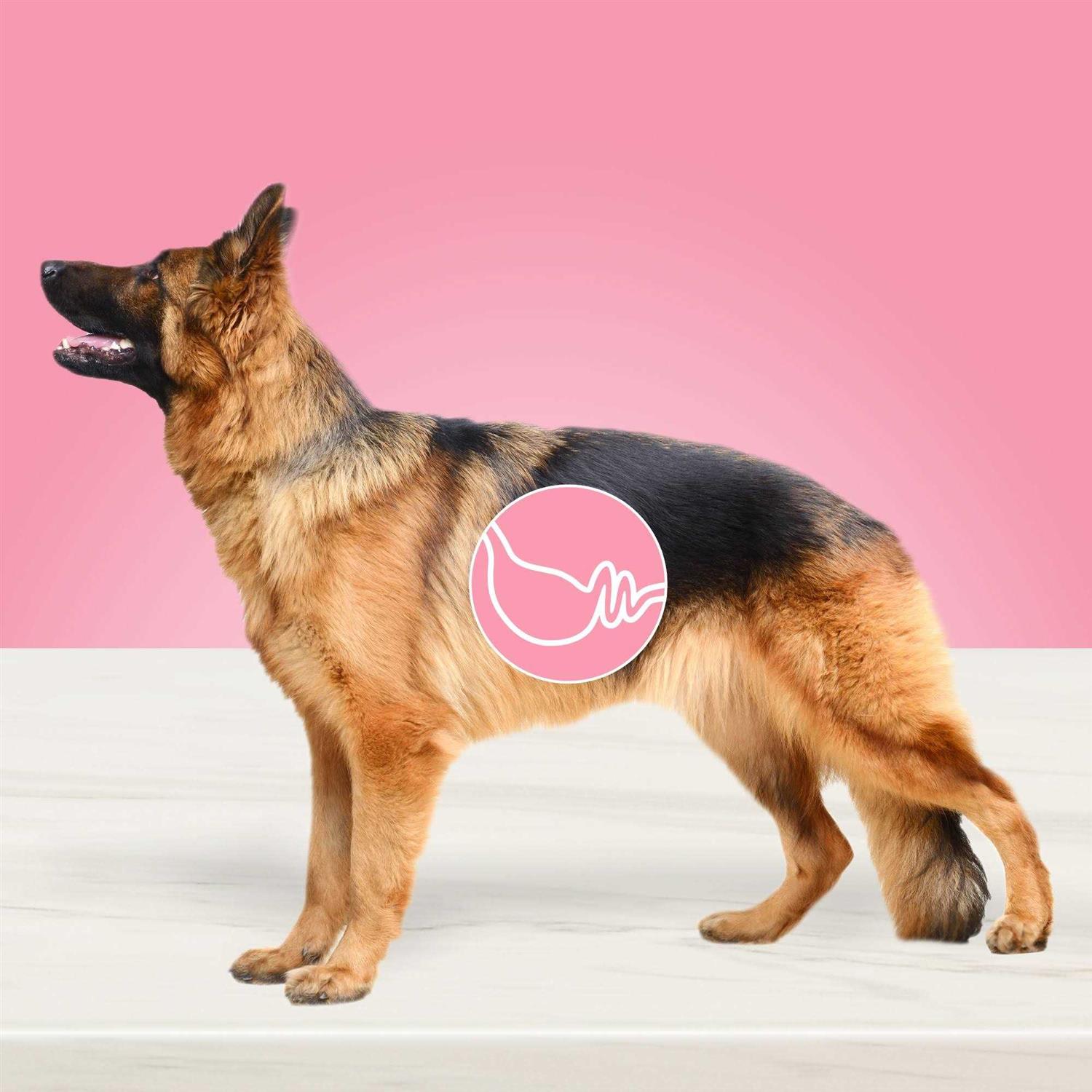 Blue Buffalo True Solutions Blissful Belly Digestive Care Adult Dry Dog Food - Pet Supplies online store