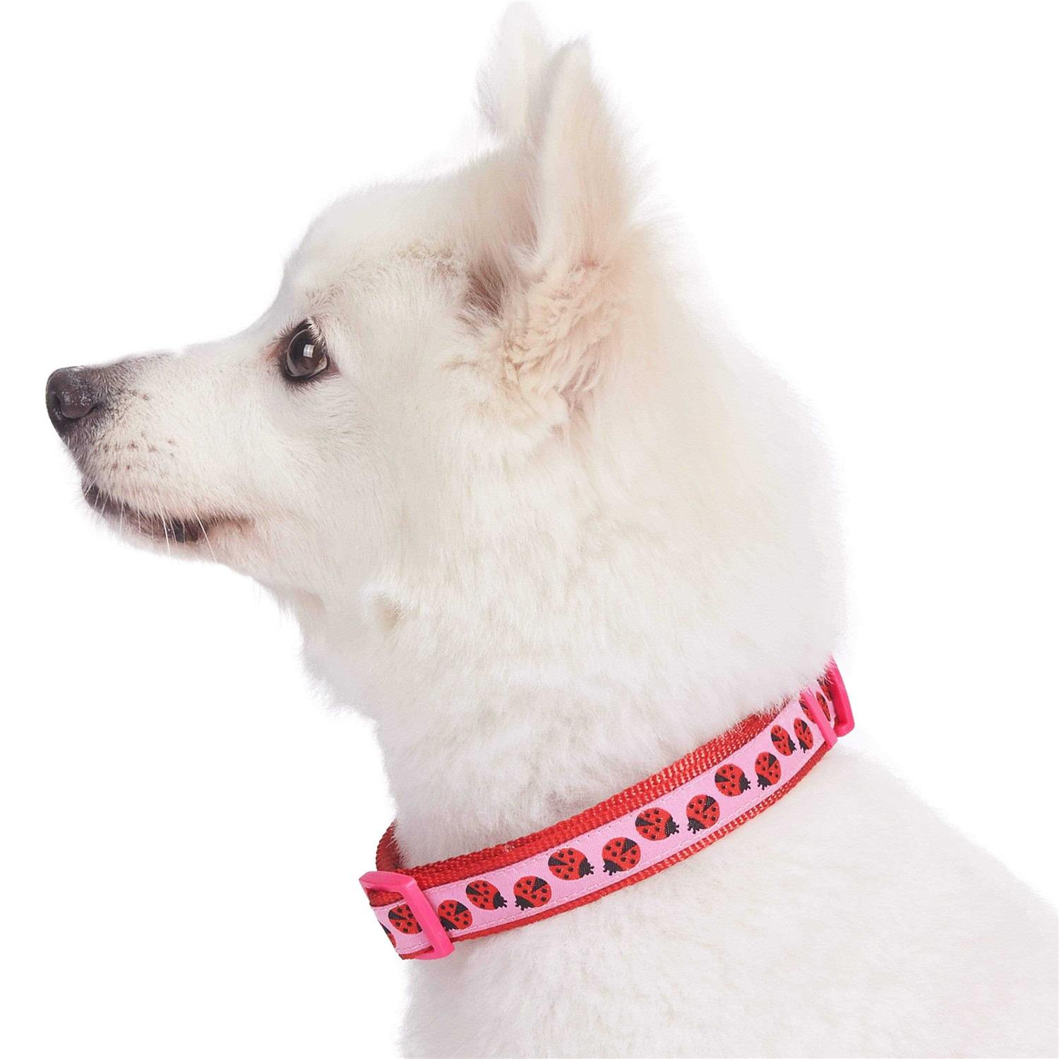 Blueberry Pet Dog Collar - Pet Supplies online store