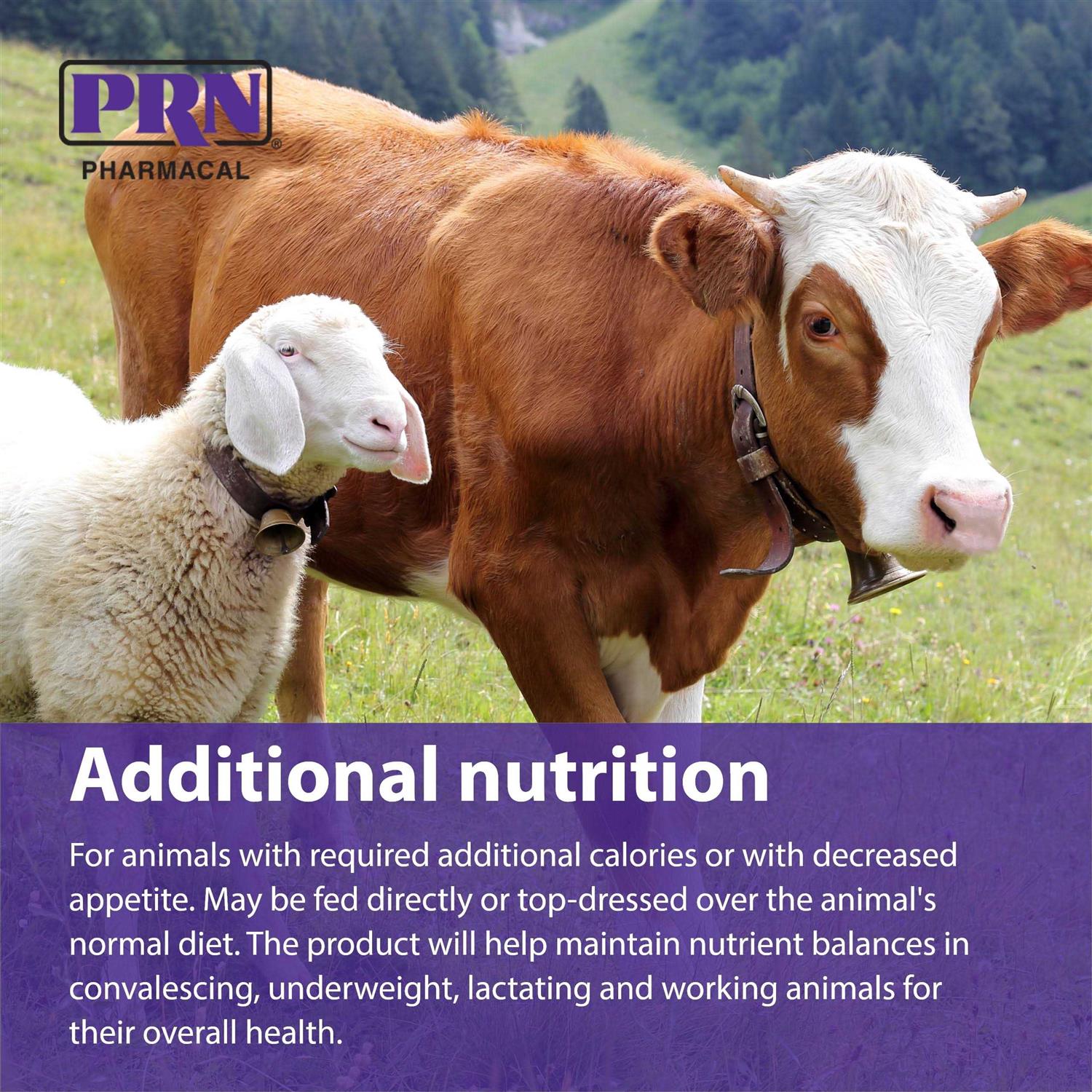 STAT High Calorie Liquid Supplement 16oz Bottle - Pet Supplies online store