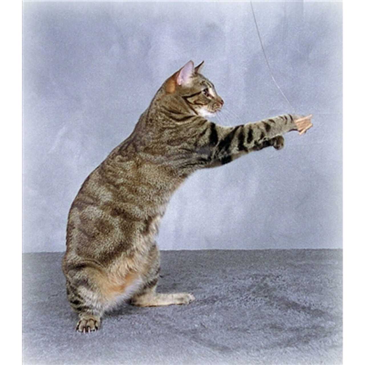 Cat Dancer Deluxe Cat Toy - Pet Supplies online store