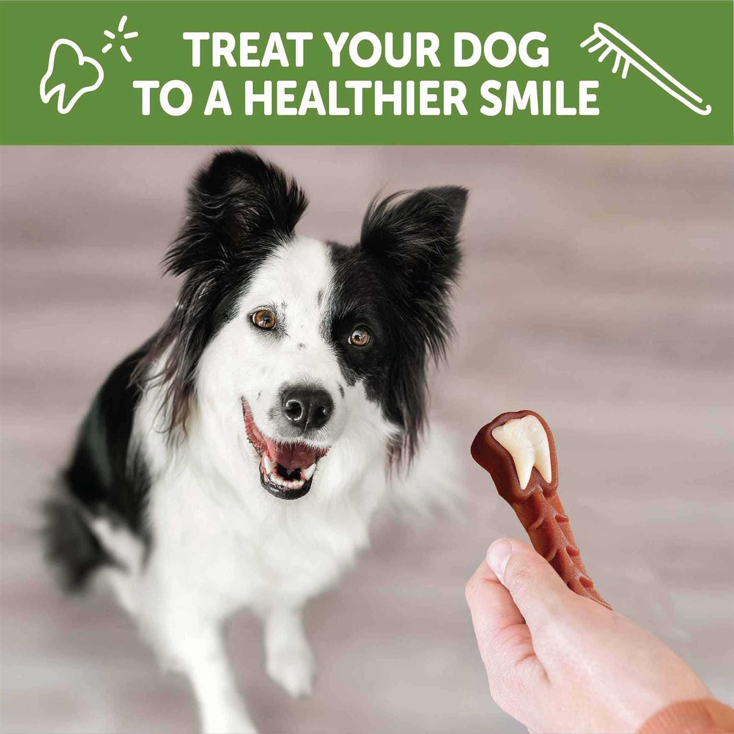 Whimzees Brushzees Dental Treats - Pet Supplies online store