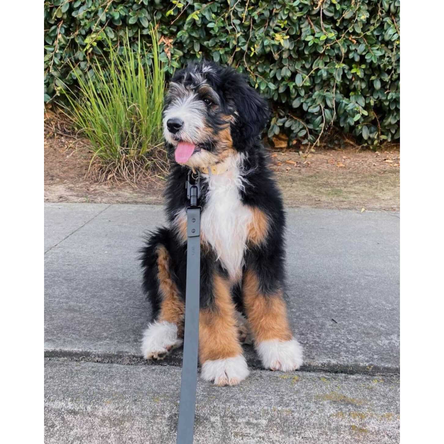 Waterproof Dog Leash - Fable Pets - Style Meets Durability & Safety - Light Green / L/XL - Pet Supplies online store