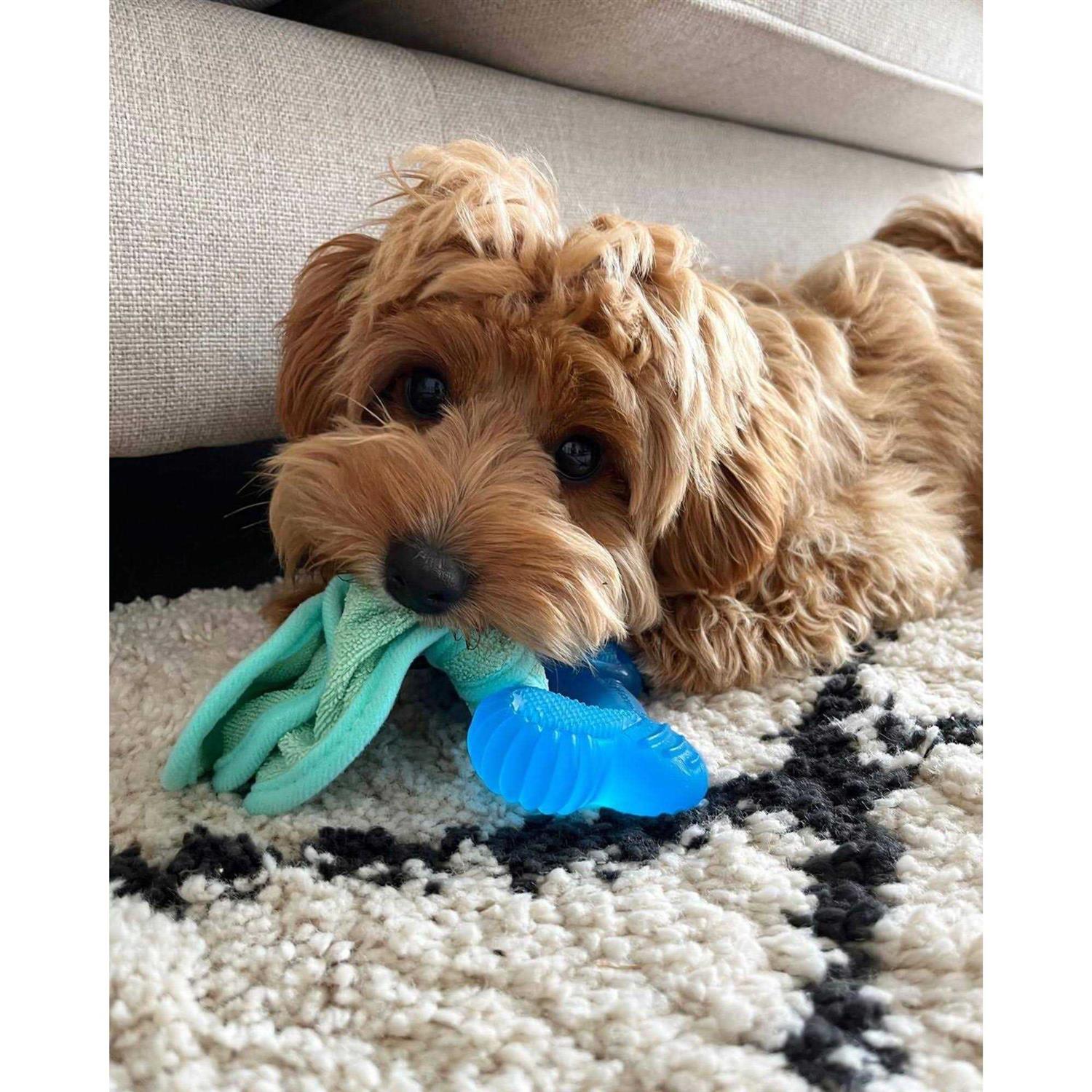 Nylabone Freezer Bone Peanut Butter Chew Puppy Toy - Pet Supplies online store