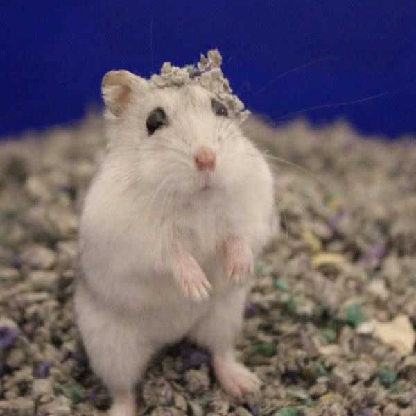 Sunseed Fresh World Bedding - Pet Supplies online store