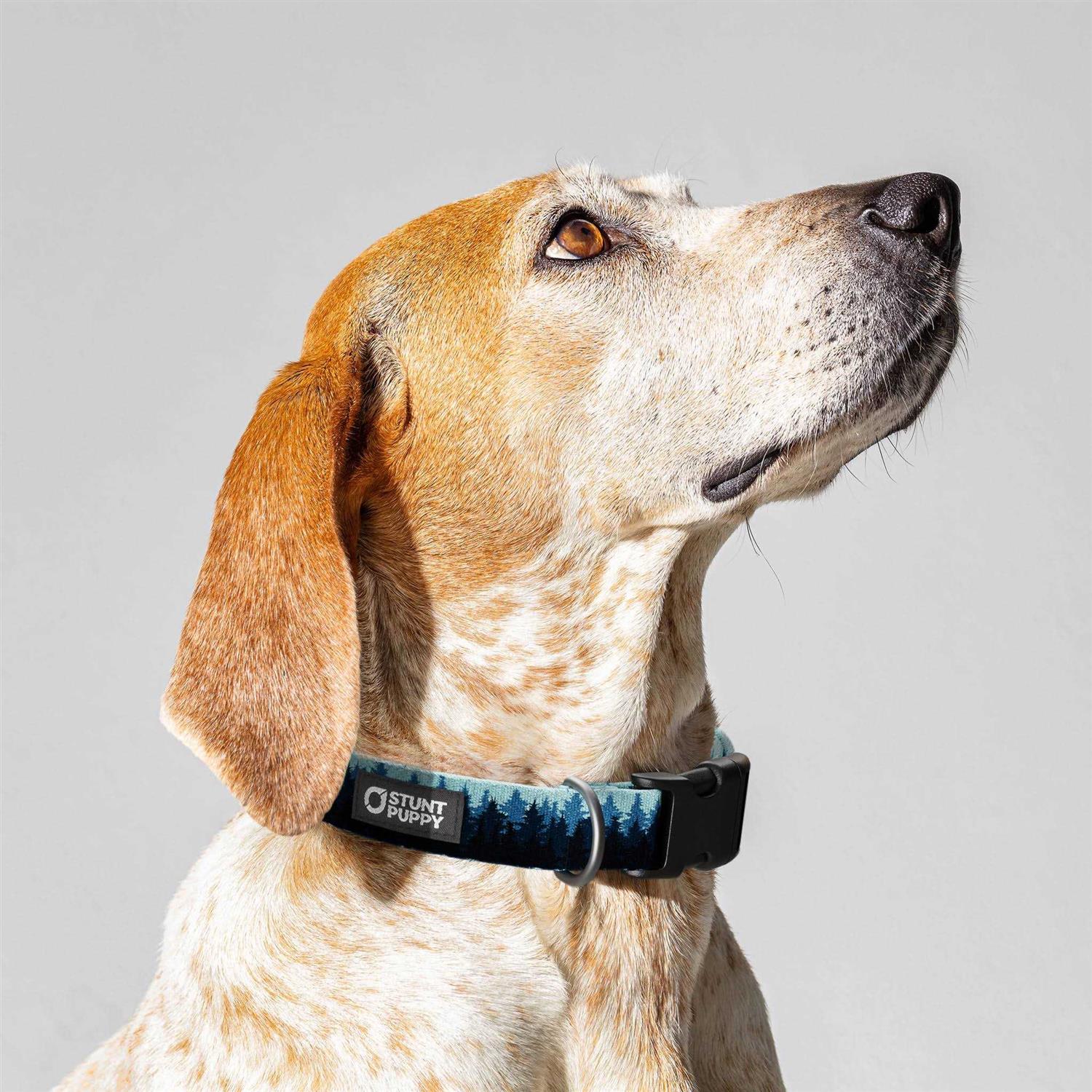 Stunt Puppy Pines Collar - Pet Supplies online store