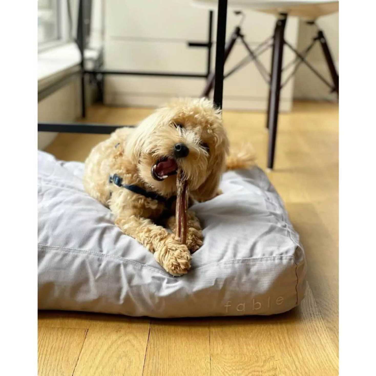 Fable Pets Signature Dog Bed - Pet Supplies online store