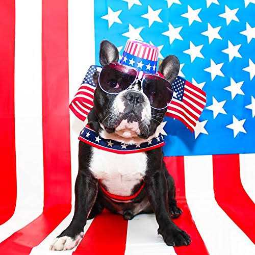 ComfortFlex Limited Slip Collar - Pet Supplies online store