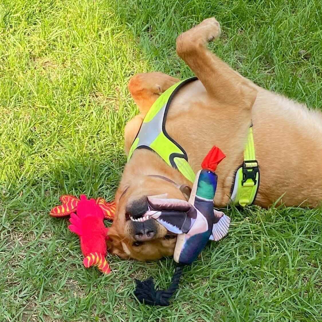 Spunky Pup Fly & Fetch Duck Dog Toy - Pet Supplies online store