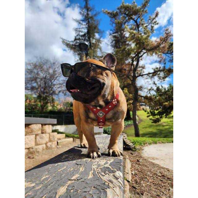 Bestia EROS Dog Leather Harness - Pet Supplies online store