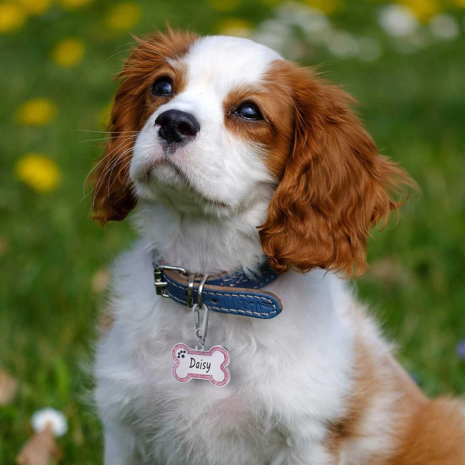 Aimeng Personalized Stainless Steel Pet ID Tags with Glittery Bone Design - Pet Supplies online store