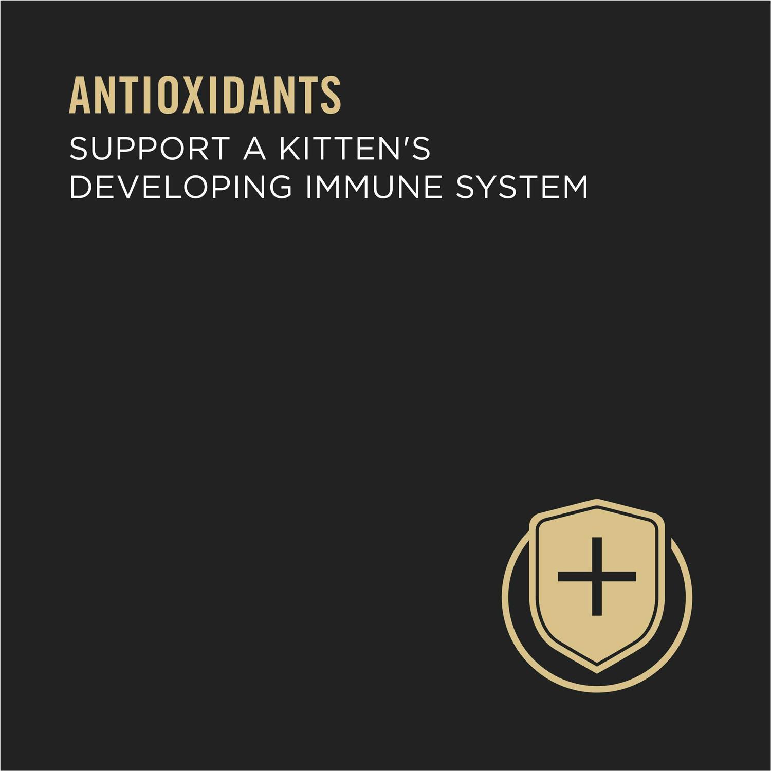 Purina Pro Plan Grain Free Pate Wet Kitten Food - Pet Supplies online store