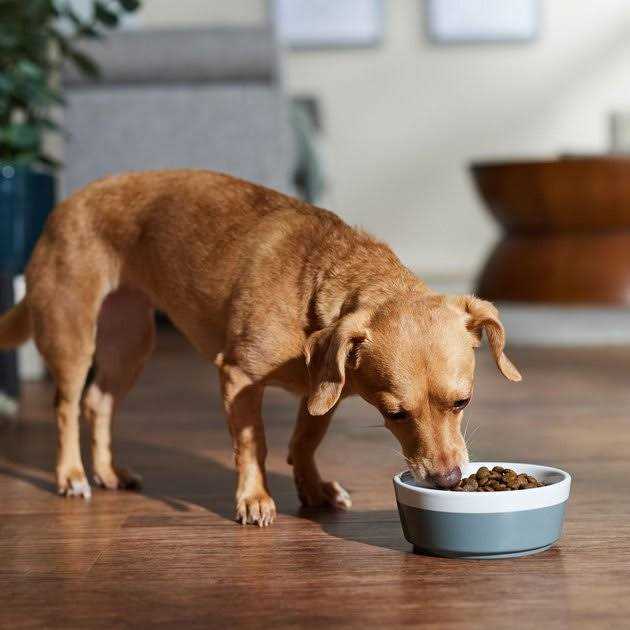 Farmina N&D Free Dog Dry Food Boar & Apple Adult Mini - Pet Supplies online store