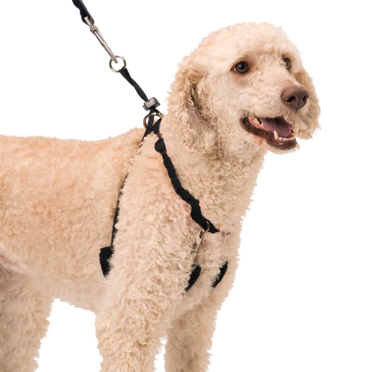 Sporn Halter - Pet Supplies online store
