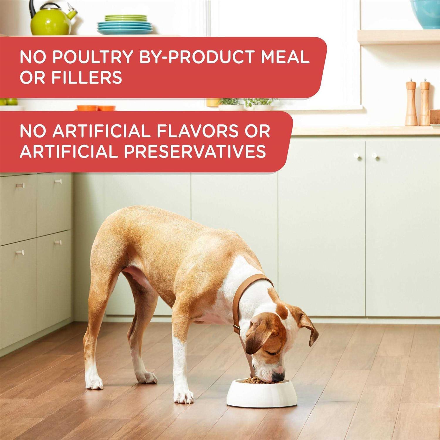 Rachael Ray Nutrish Gentle Digestion Chicken Pumpkin & Salmon Wet Dog Food - Pet Supplies online store