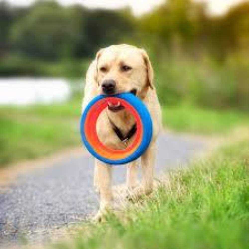 Chuckit! Fetch Wheel Dog Toy - Pet Supplies online store