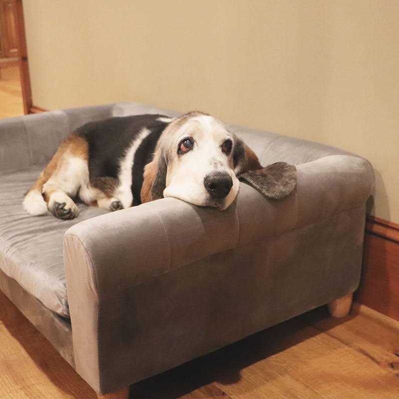 Critter Sitters 42-in. Elegant Faux-Velvet Rectangle Pet Bed for Medium and Large Dogs - Pet Supplies online store