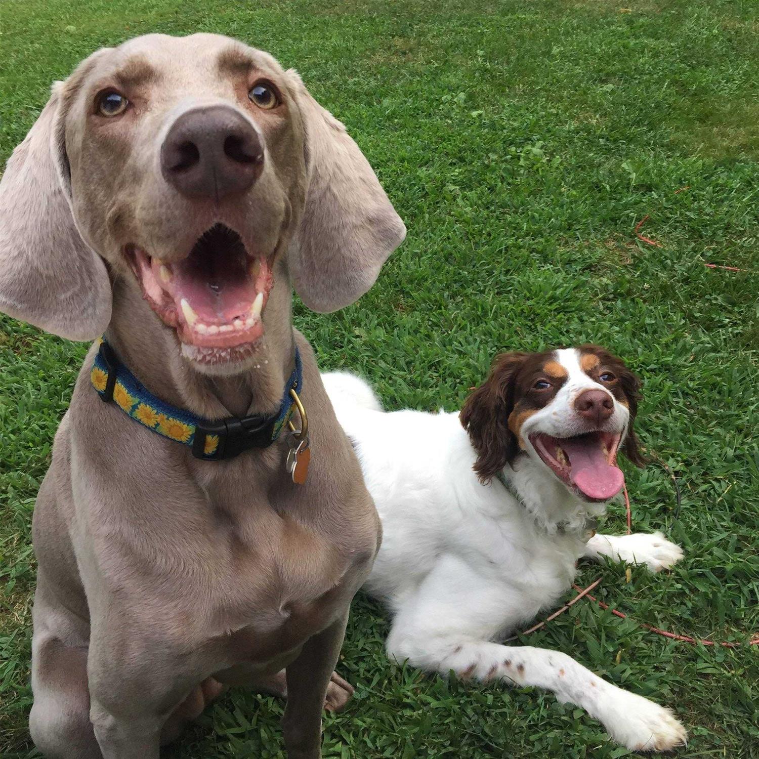 Bright Sunflower Dog Collar Up Country - Pet Supplies online store