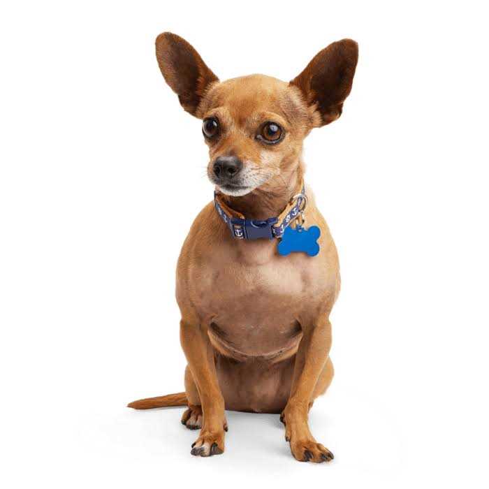 Youly Anchor Dog Collar - Pet Supplies online store