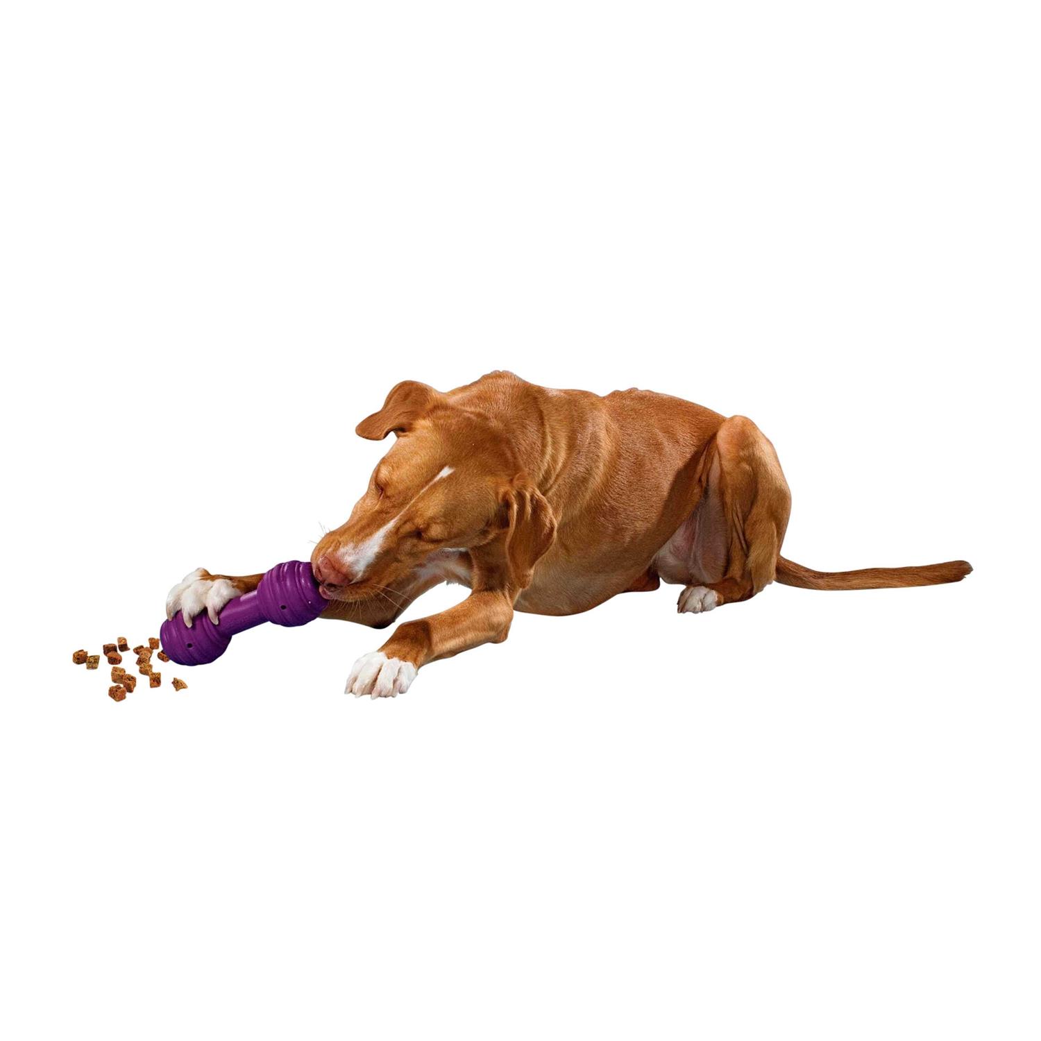 Busy Buddy Chuckle Dog Toy - Pet Supplies online store