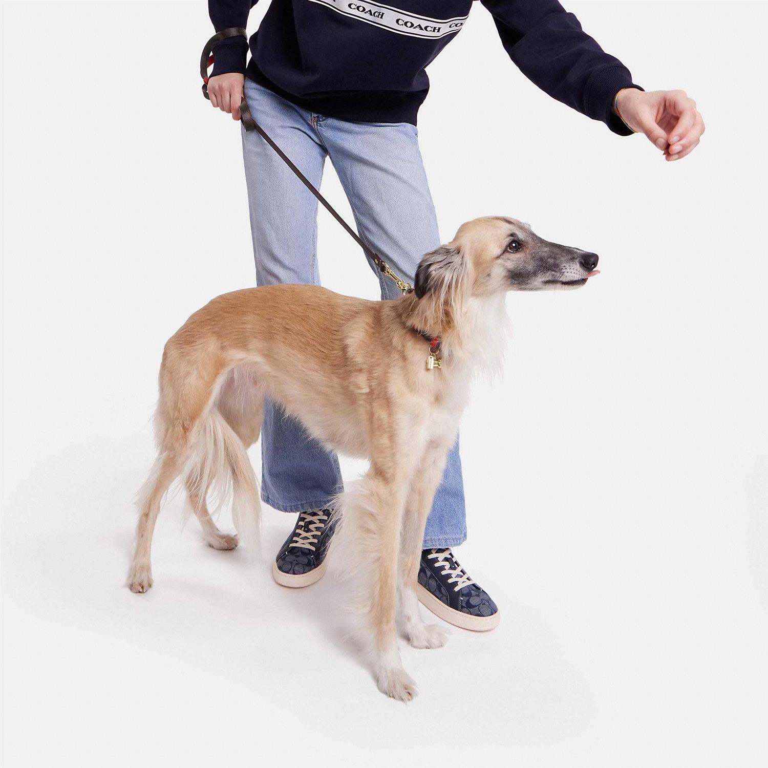 Coach Outlet Boxed Pet Leash In Signature Canvas - Pet Supplies online store