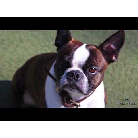 Tall Tails Natural Leather Antler Dog Toy - Pet Supplies online store