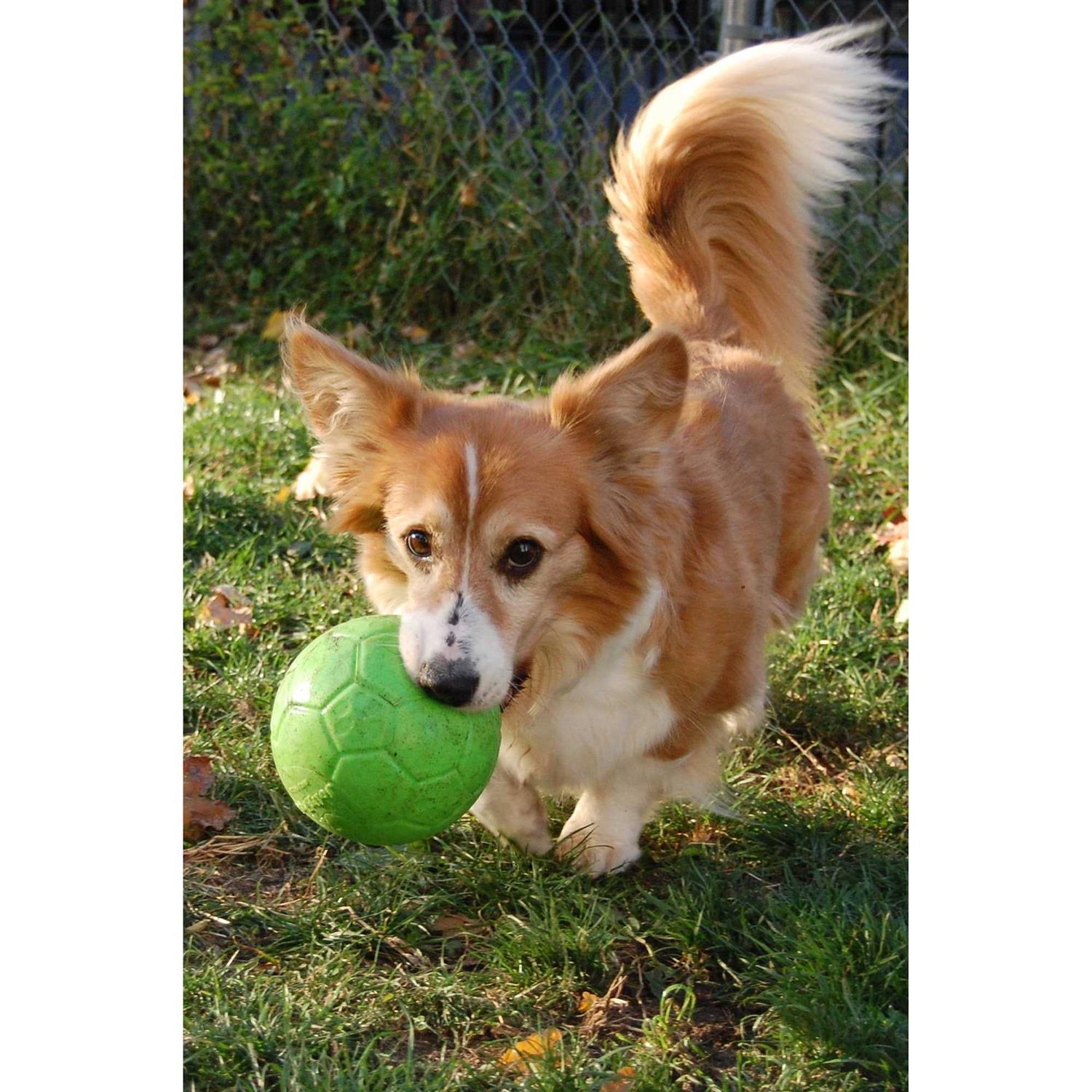 Jolly Pets Soccer Ball - Pet Supplies online store