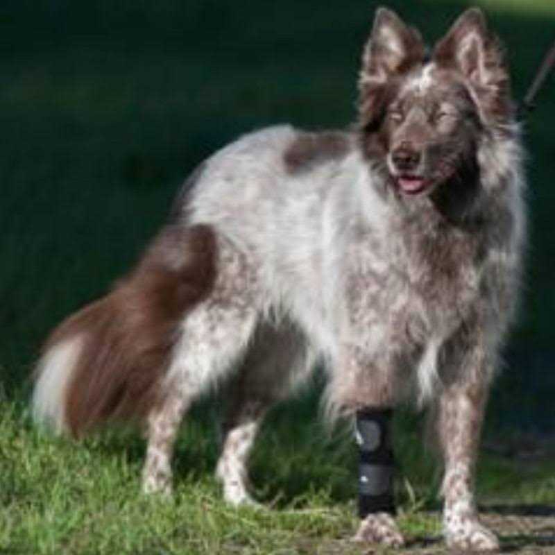 Walkabout Carpal Support Brace - Pet Supplies online store