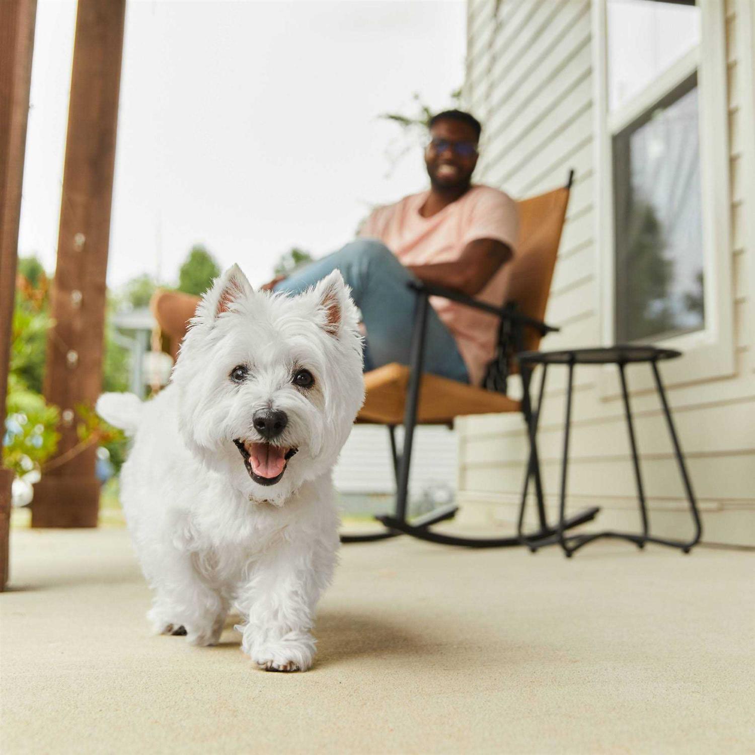 Cesar Wholesome Bowls Wet Dog Food - Pet Supplies online store