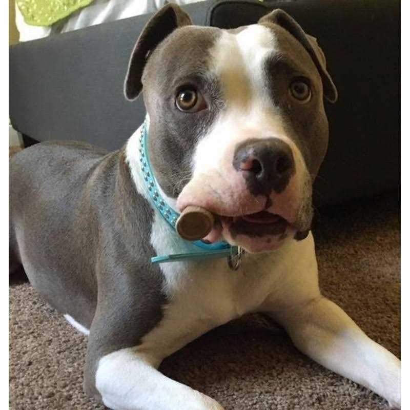 Big Dog Antler Chews Premium Deer Antler Pieces Dog Chews Antlers by The Pound, One Pound - Pet Supplies online store