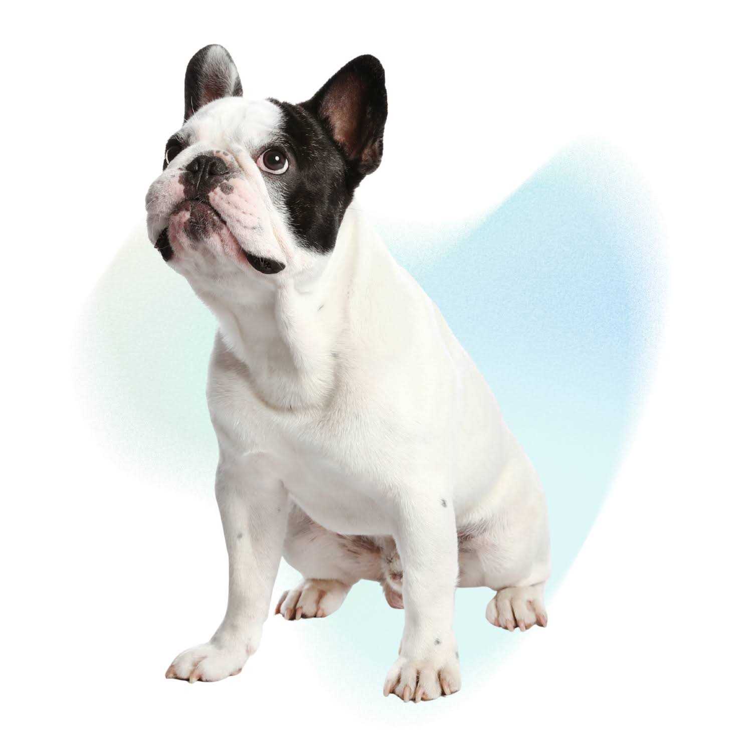 Kong Connects Window Boxing Cat Toy - Pet Supplies online store