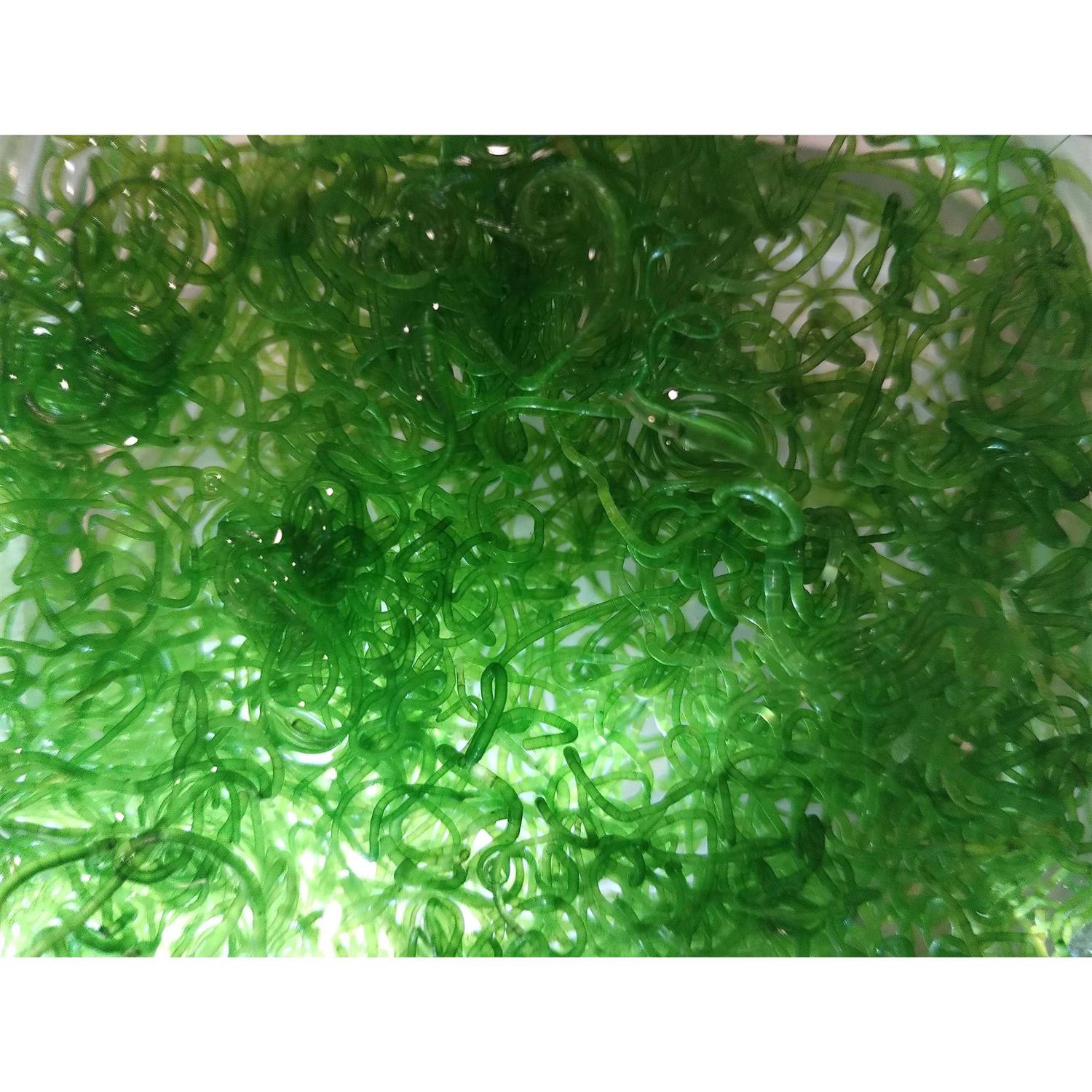 Shore Aquatic Super Clean Chaeto - Pet Supplies online store