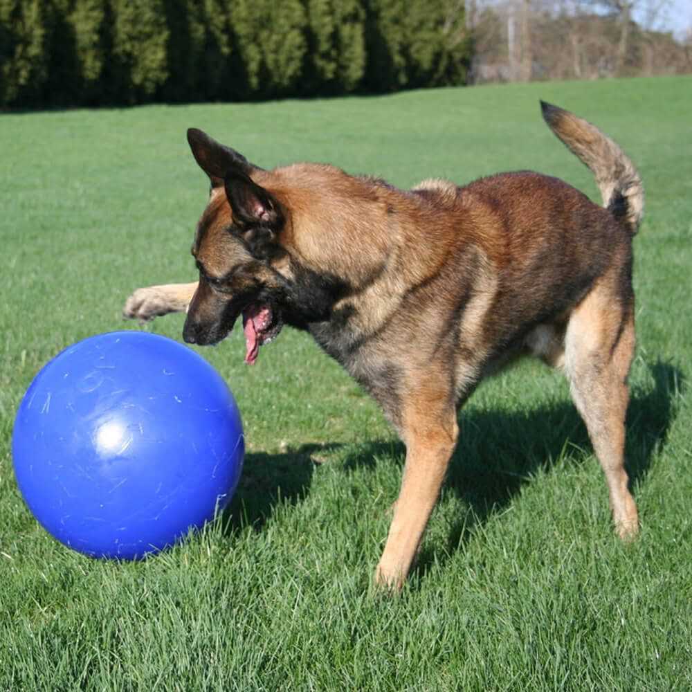 Jolly Pets Push-n-Play - Pet Supplies online store