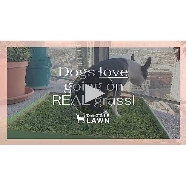 DoggieLawn Real Grass Puppy Pee Pads 24 x Perfect Indoor Litter Box for Dogs - Pet Supplies online store