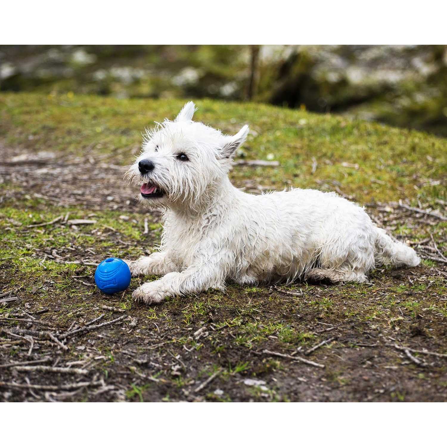 Chuckit! Crunch Ball - Pet Supplies online store