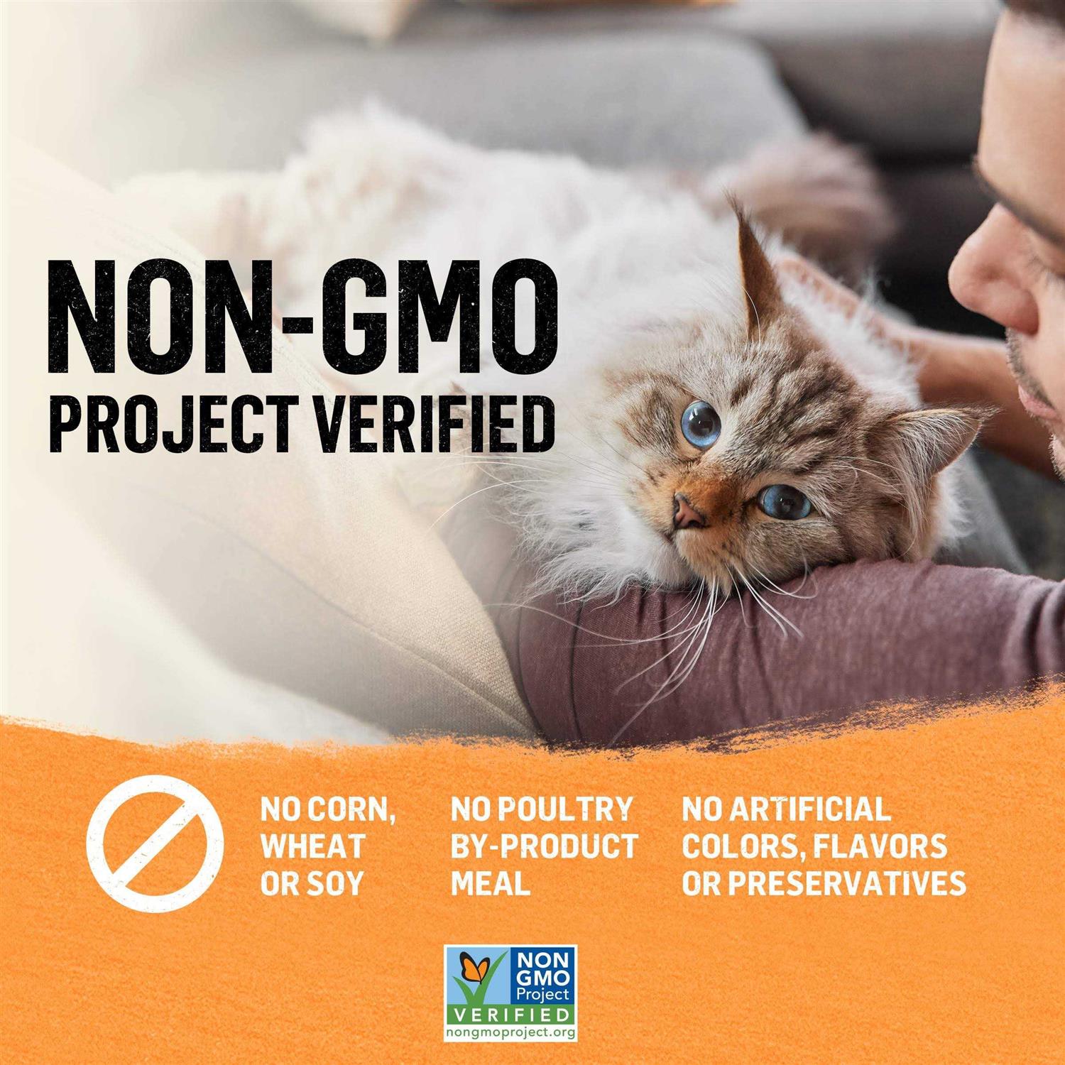 Purina Beyond Organic Pate Wet Cat Food - Pet Supplies online store