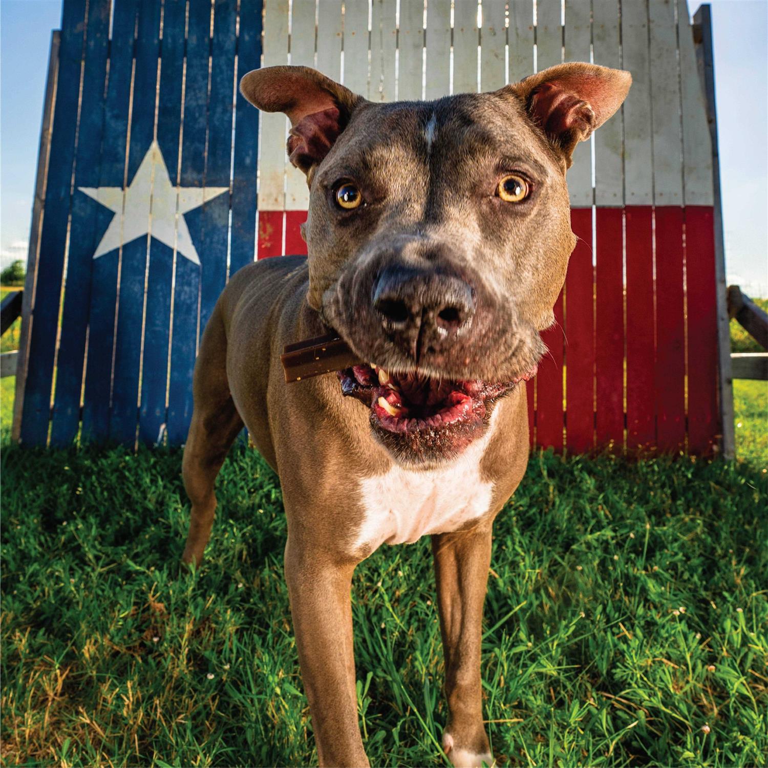 Get Naked Grain Free Weight Management Dental Chew Sticks - Pet Supplies online store