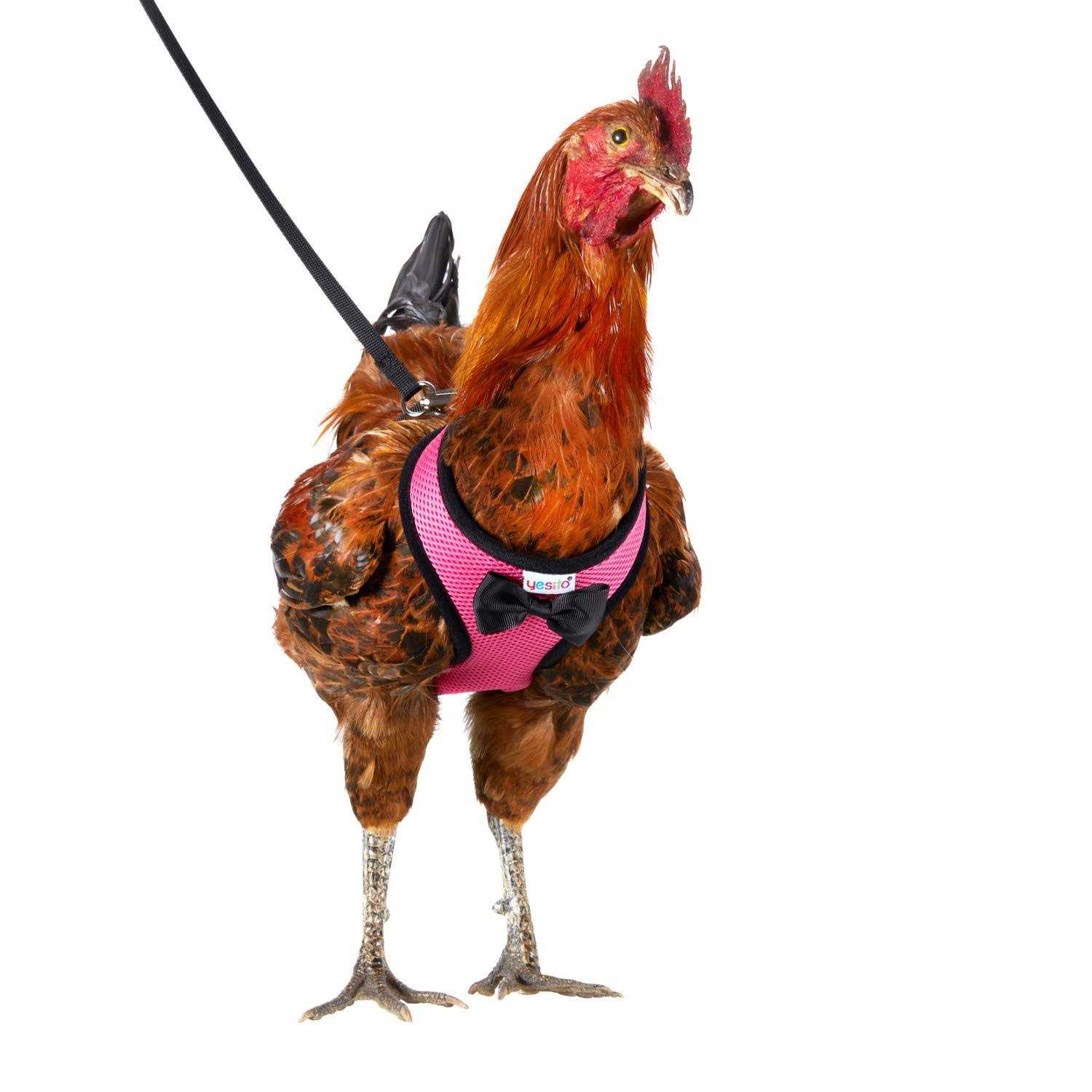 Yesito Chicken Harness Hen Size with 6ft Matching Leash - Pet Supplies online store