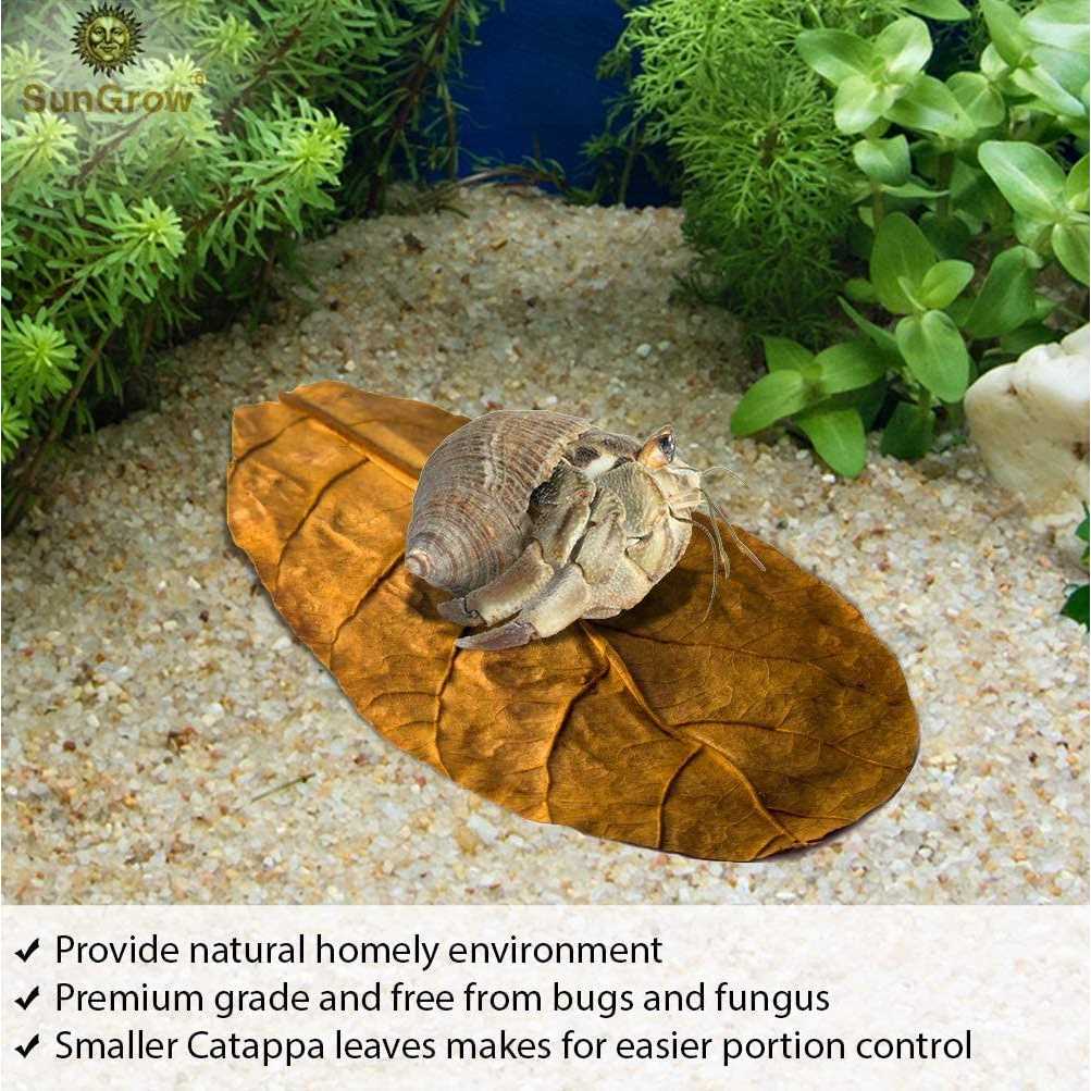 SunGrow Hermit Crab & Snail Catappa Leaves - Pet Supplies online store