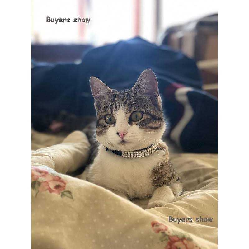 CHUKCHI Soft Velvet Safe Cat Adjustable Collar Bling Diamante With Bells,11 inch for Small Dogs and Cats - Pet Supplies online store