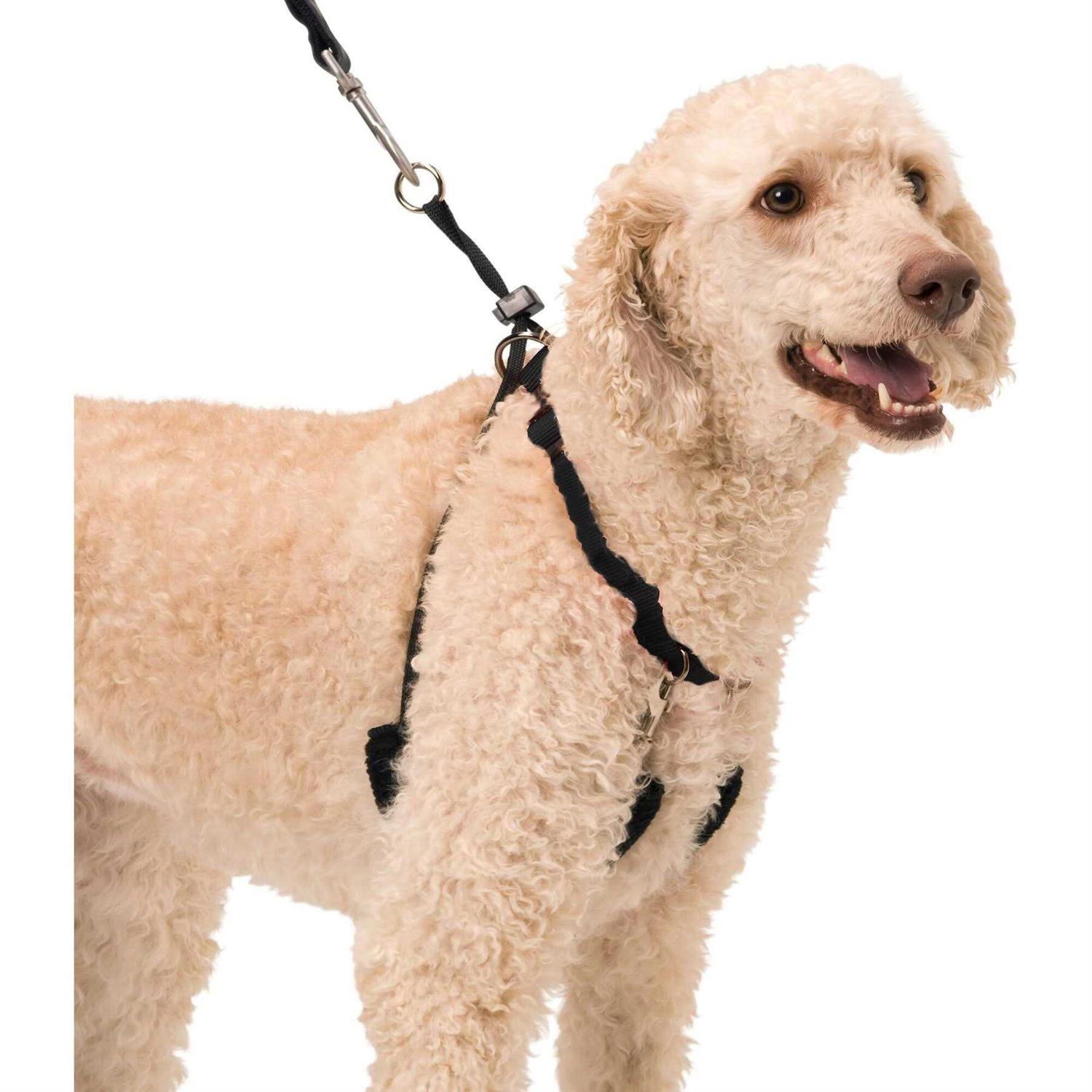 Sporn Halter - Pet Supplies online store