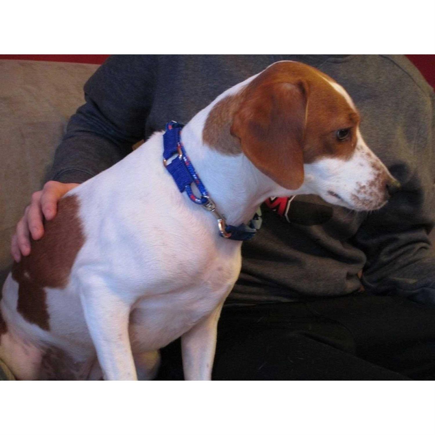 The Perfect Dog Command Training Dog Collar - Pet Supplies online store