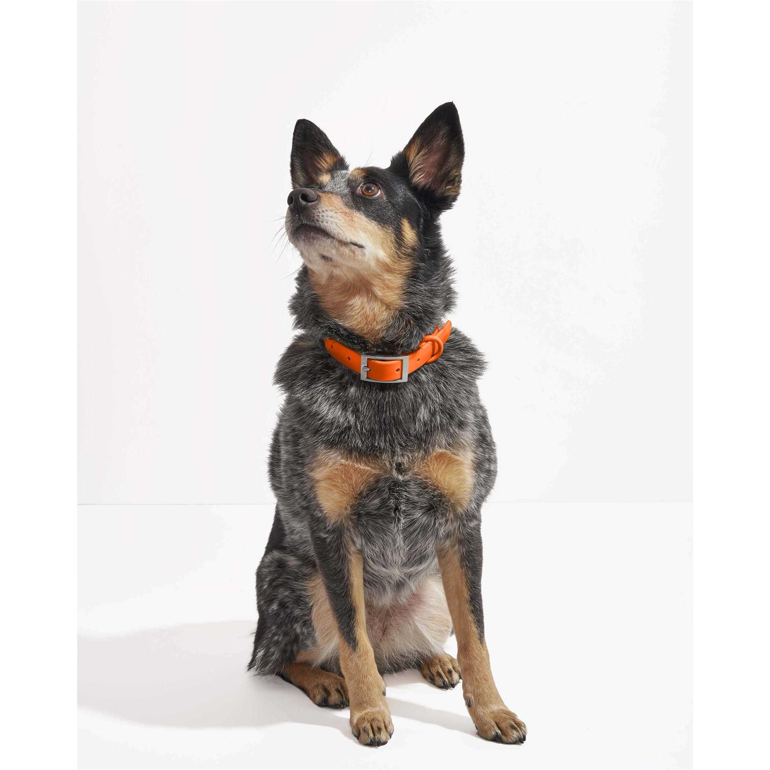 Wild One Dog Collar - Pet Supplies online store
