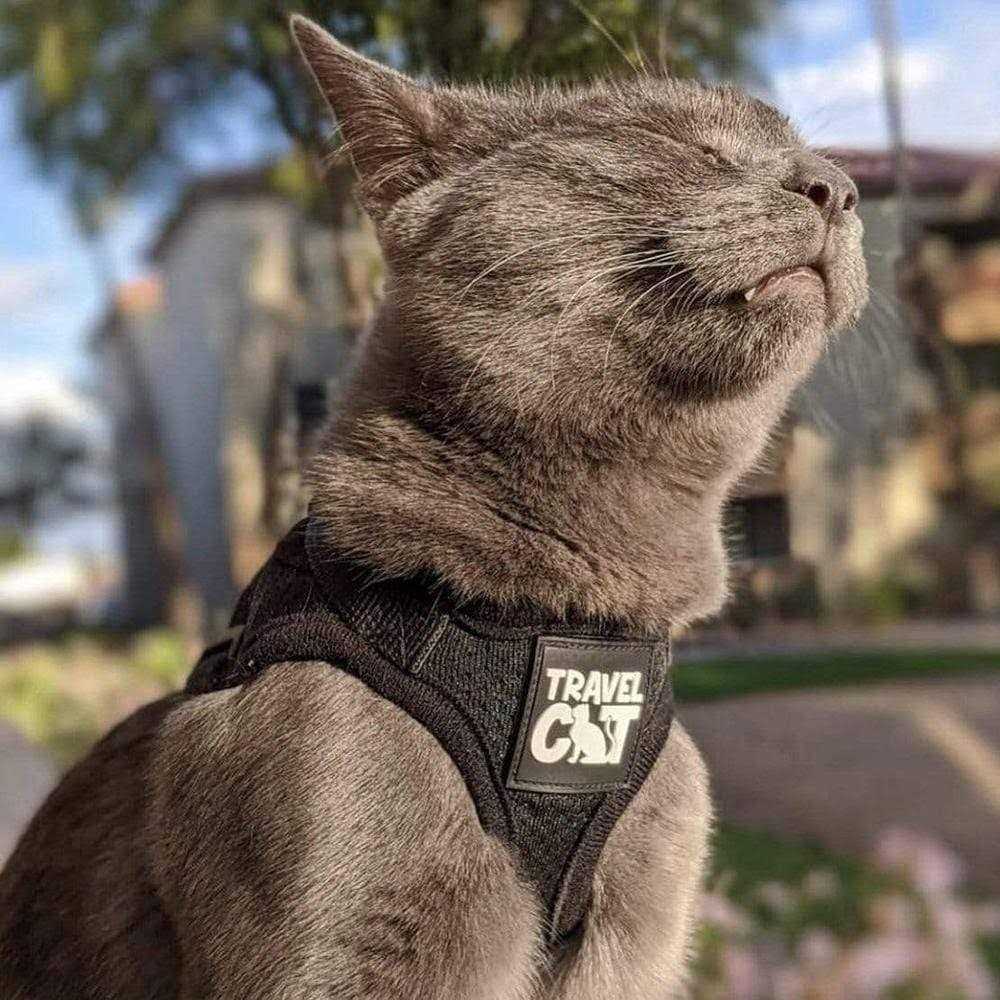 Your Cat Backpack The True Adventurer Reflective Cat & Kitten Harness and Leash - Pet Supplies online store