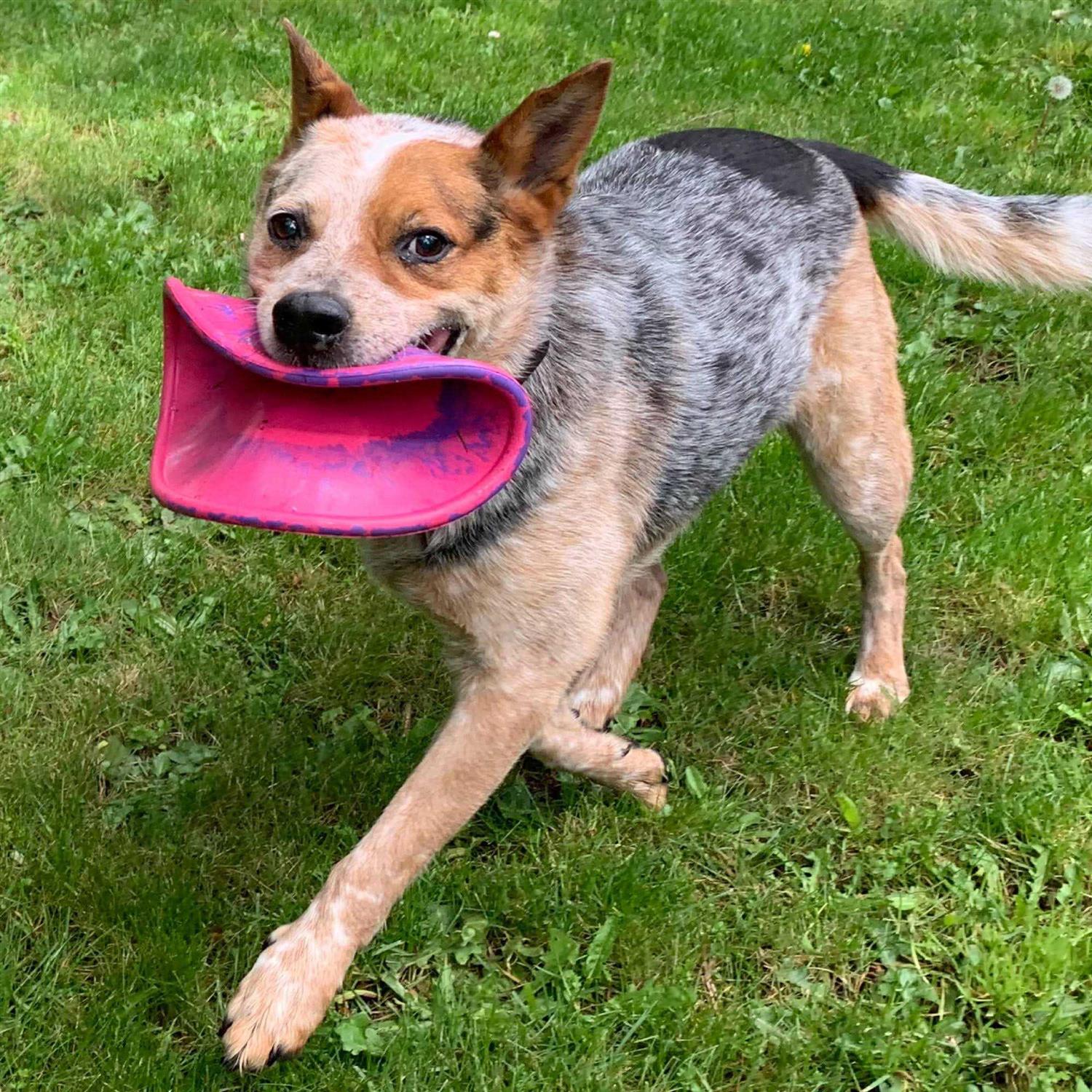 Ruff Dawg Dog Toy K9 Flyer - Pet Supplies online store