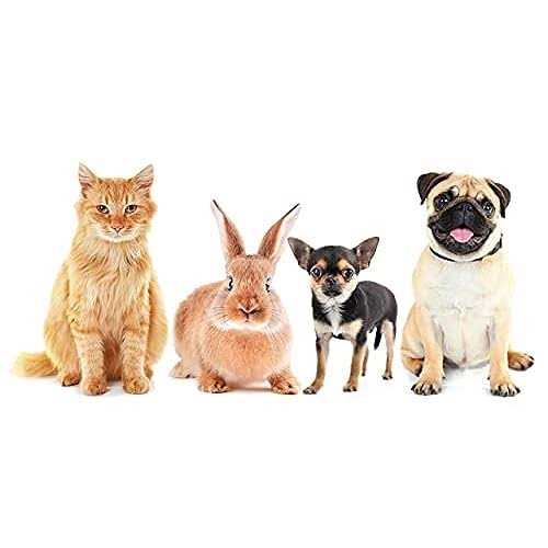 Bunny Go Here (20x15x5, Lavender) - Pet Supplies online store