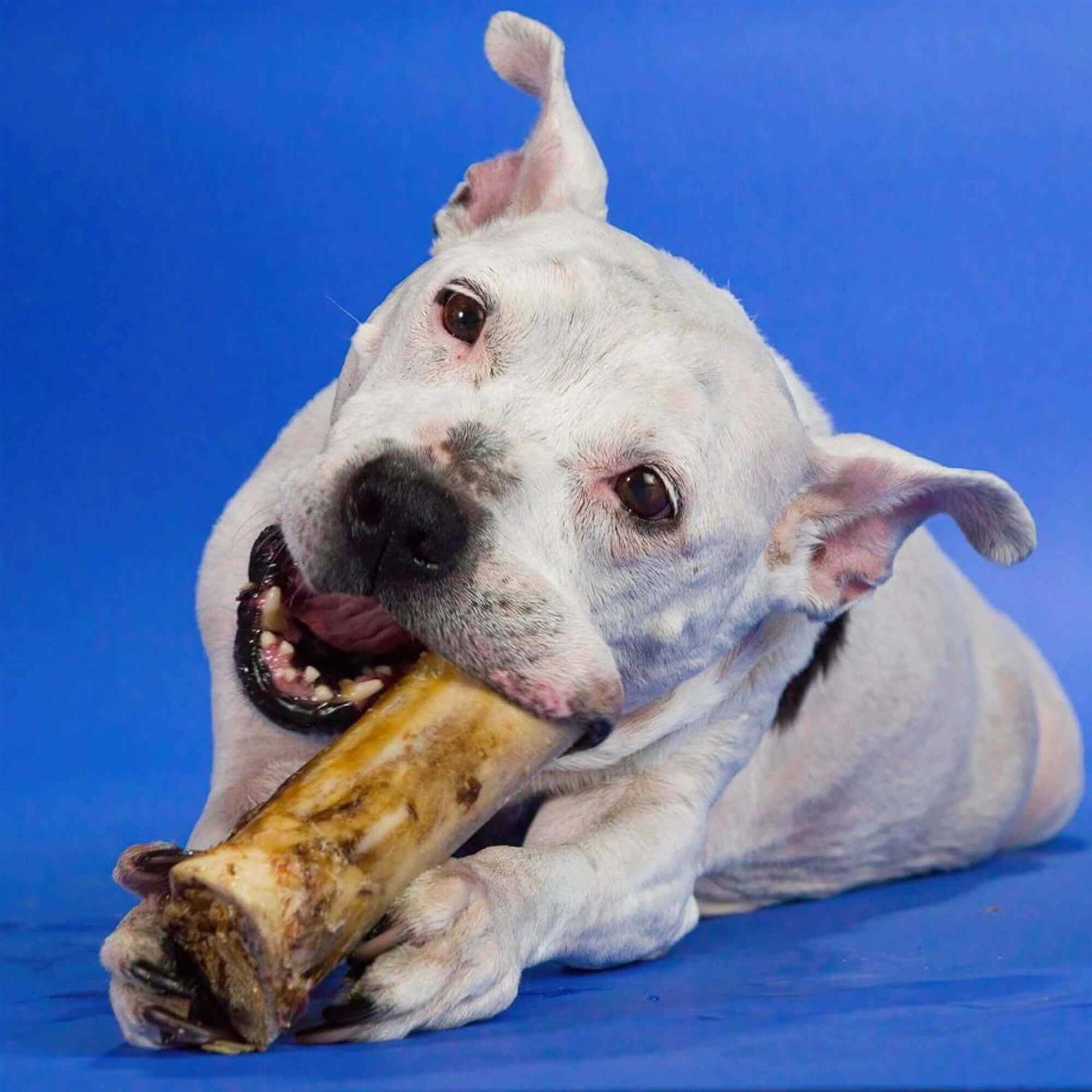 Best Bully Sticks - Large Marrow Bone - Pet Supplies online store